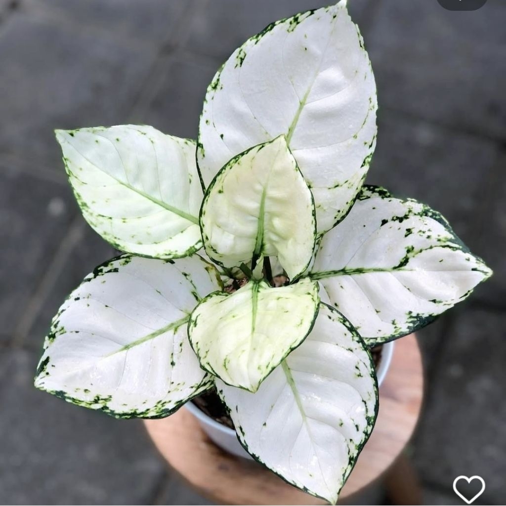 Tanaman Hias Aglonema Super White Bibit Bonggol BERAKAR Bertunas Pasti Tumbuh / Tanaman Hias Bonggol