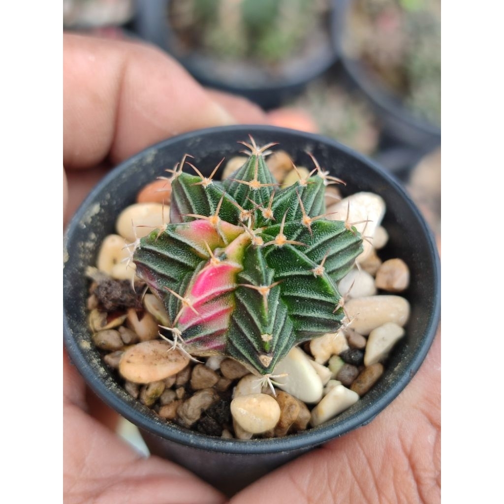 LB hybrid varigata seedling