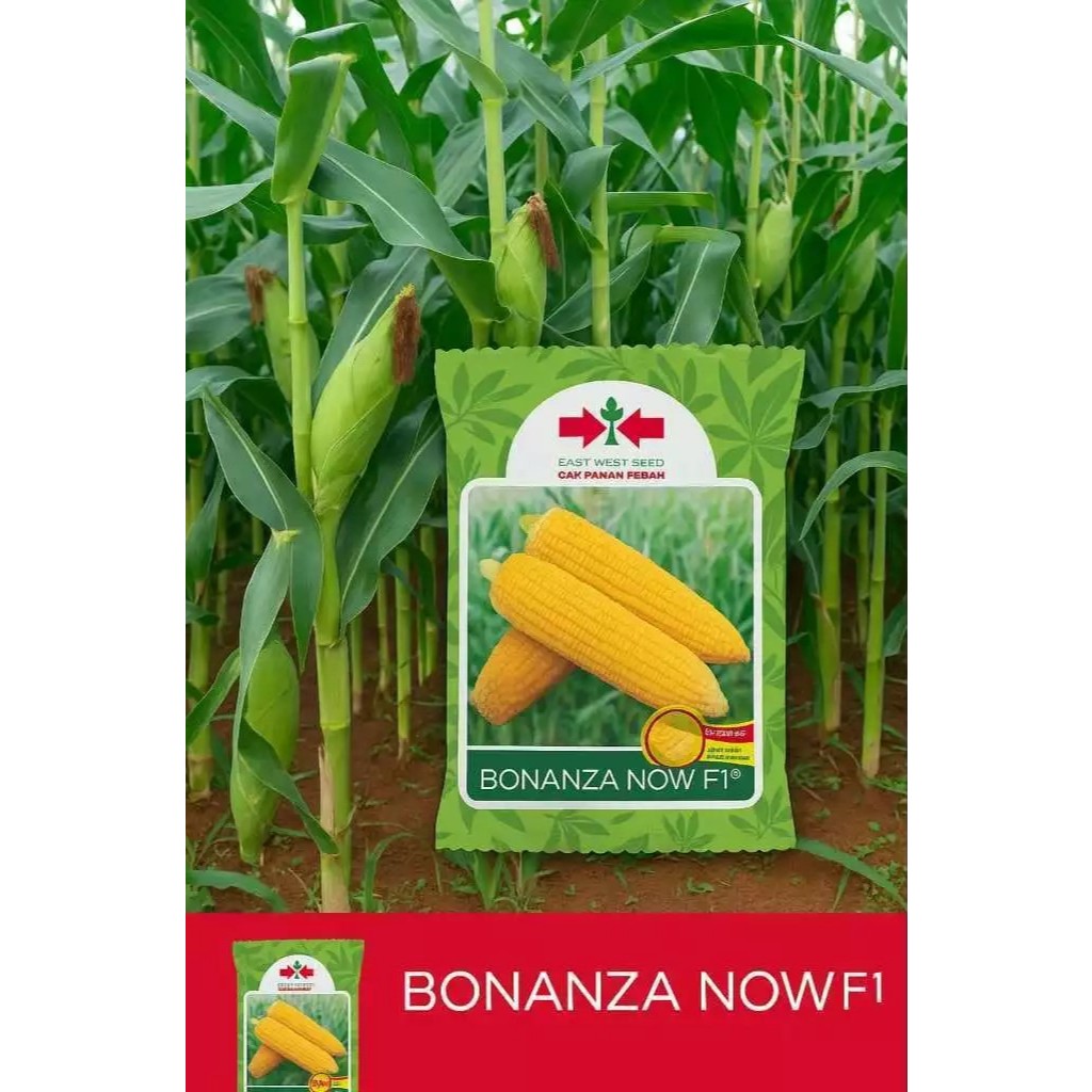 PROMO SPESIAL  Benih Jagung Manis BONANZA F1 1800 Biji exp 2026