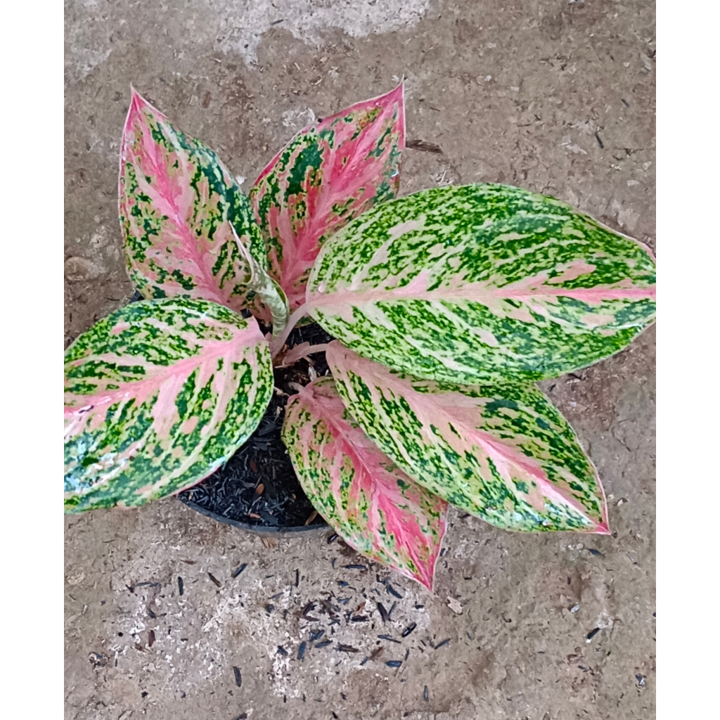 AGLAONEMA "BIDADARI"