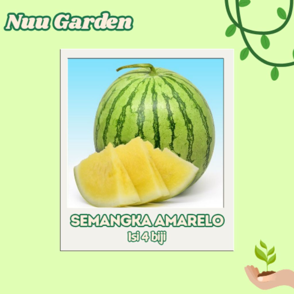 Nuu garden 4 biji - Benih bibit Buah Semangka kuning tanpa biji Amarelo