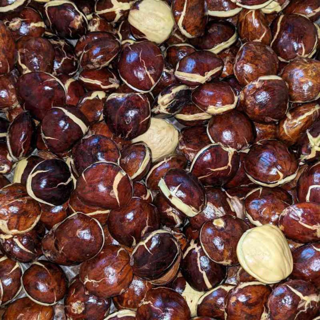 jengkol super 1kg jengkol tua