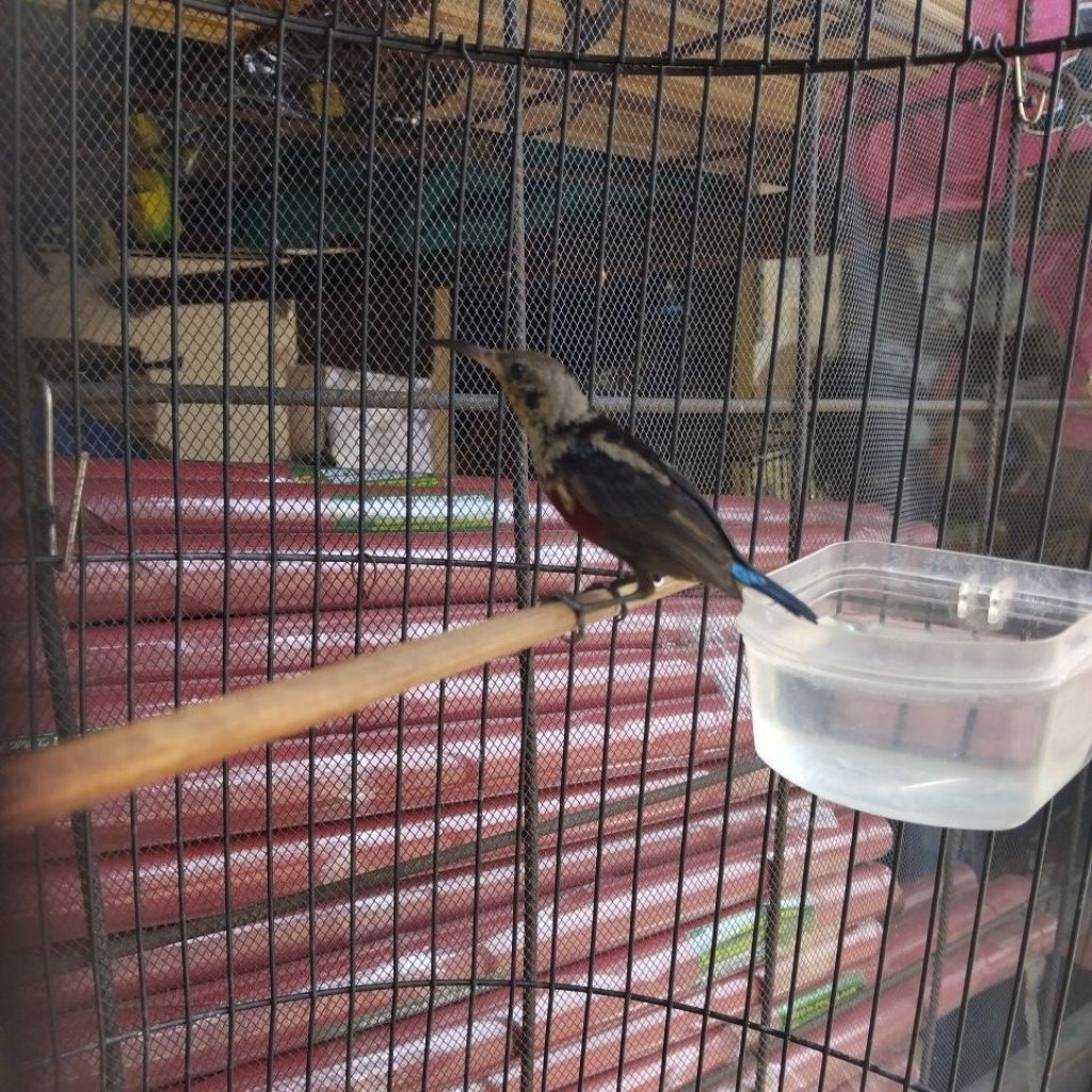 konin natuna gacor ring putih/rajin body proposional