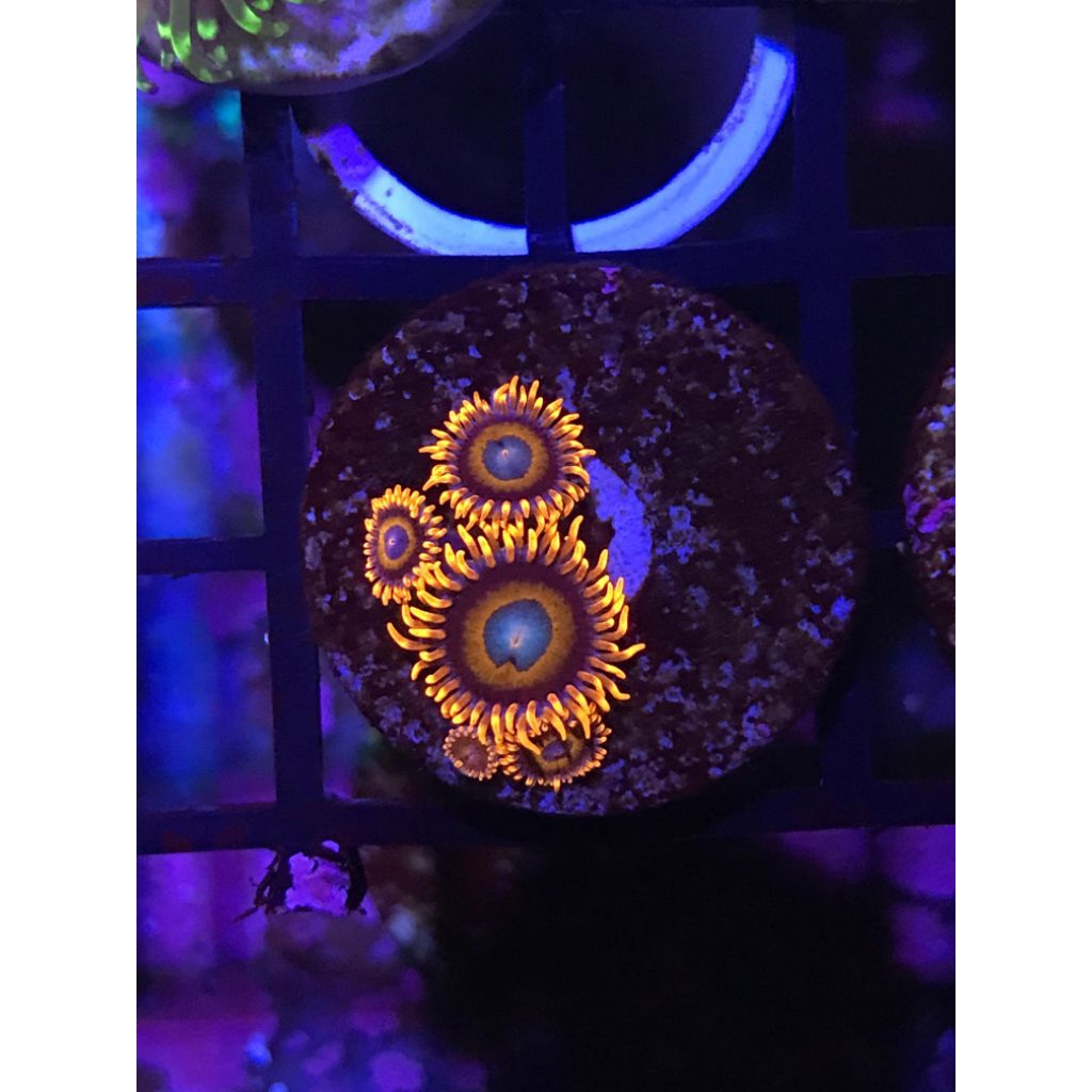 Zoanthids Tequila Sunrise Frag culture