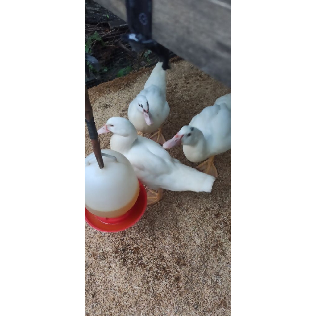 Entok Jumbo Leher panjang