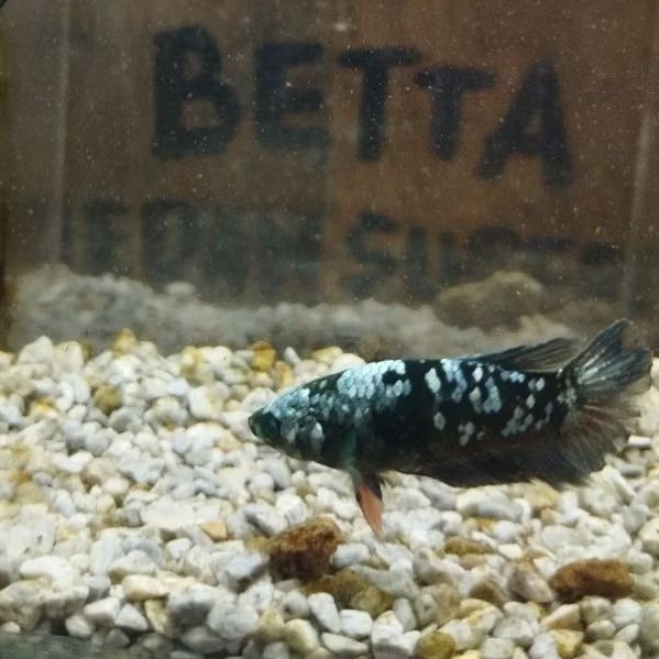 Betina Hm avatar copper