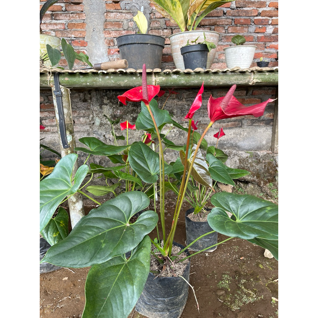 anthurium bunga bibit