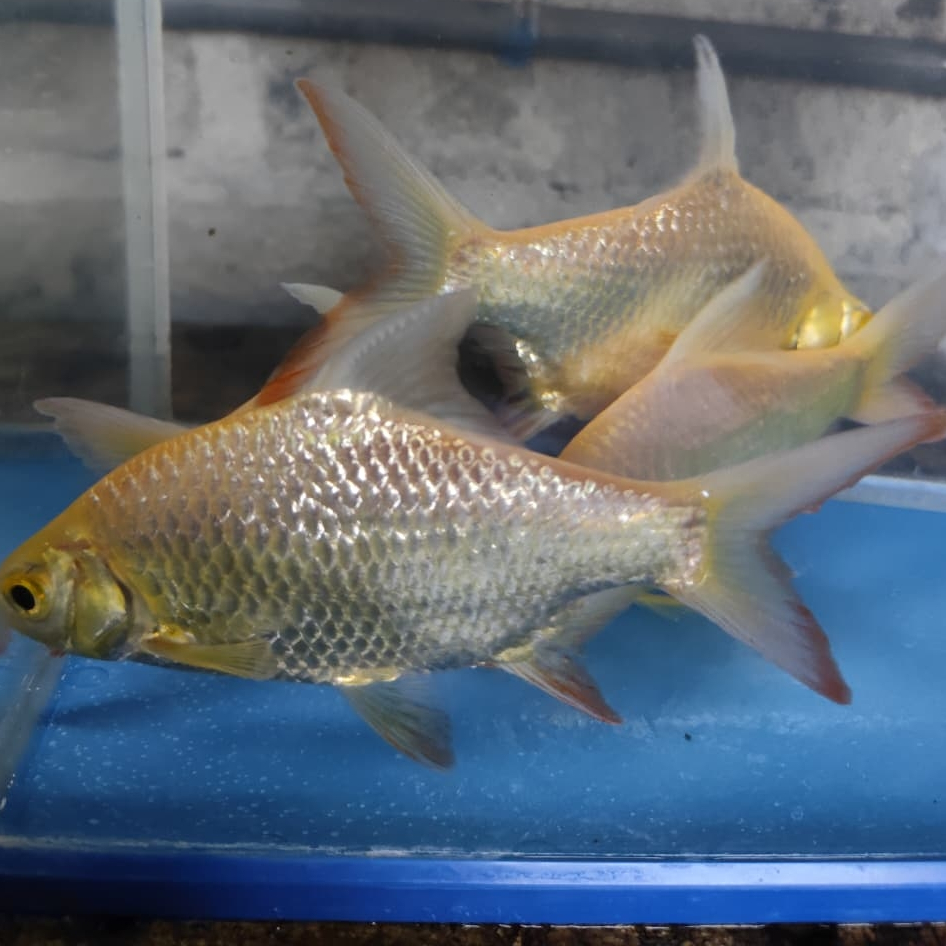 kaviat balon albino/tengadak balon albino/kapiat balon albino dekorasi akuarium