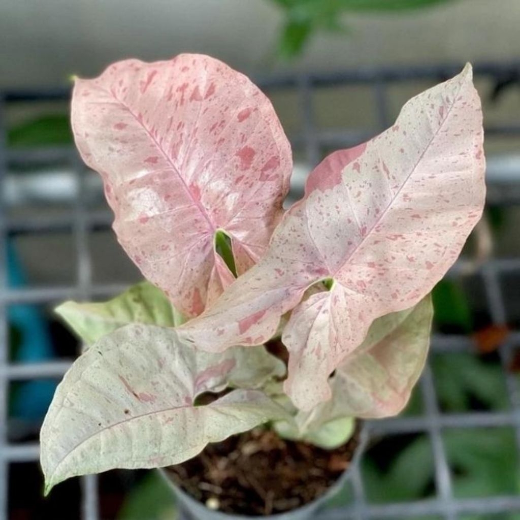 tanaman hias syngonium pink spot - syngonium pink spot