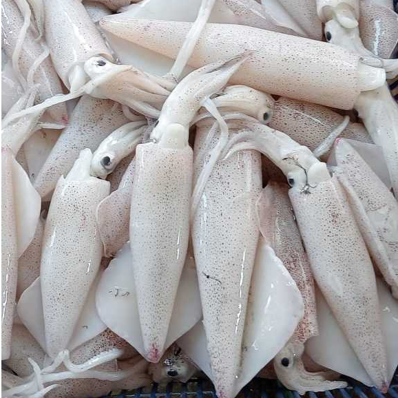 Cumi Sero Segar 1Kg Cumi Sero Jumbo Cumi Zero Cumi Cantik Seafood Cumi Basah Cumi Segar 1Kg