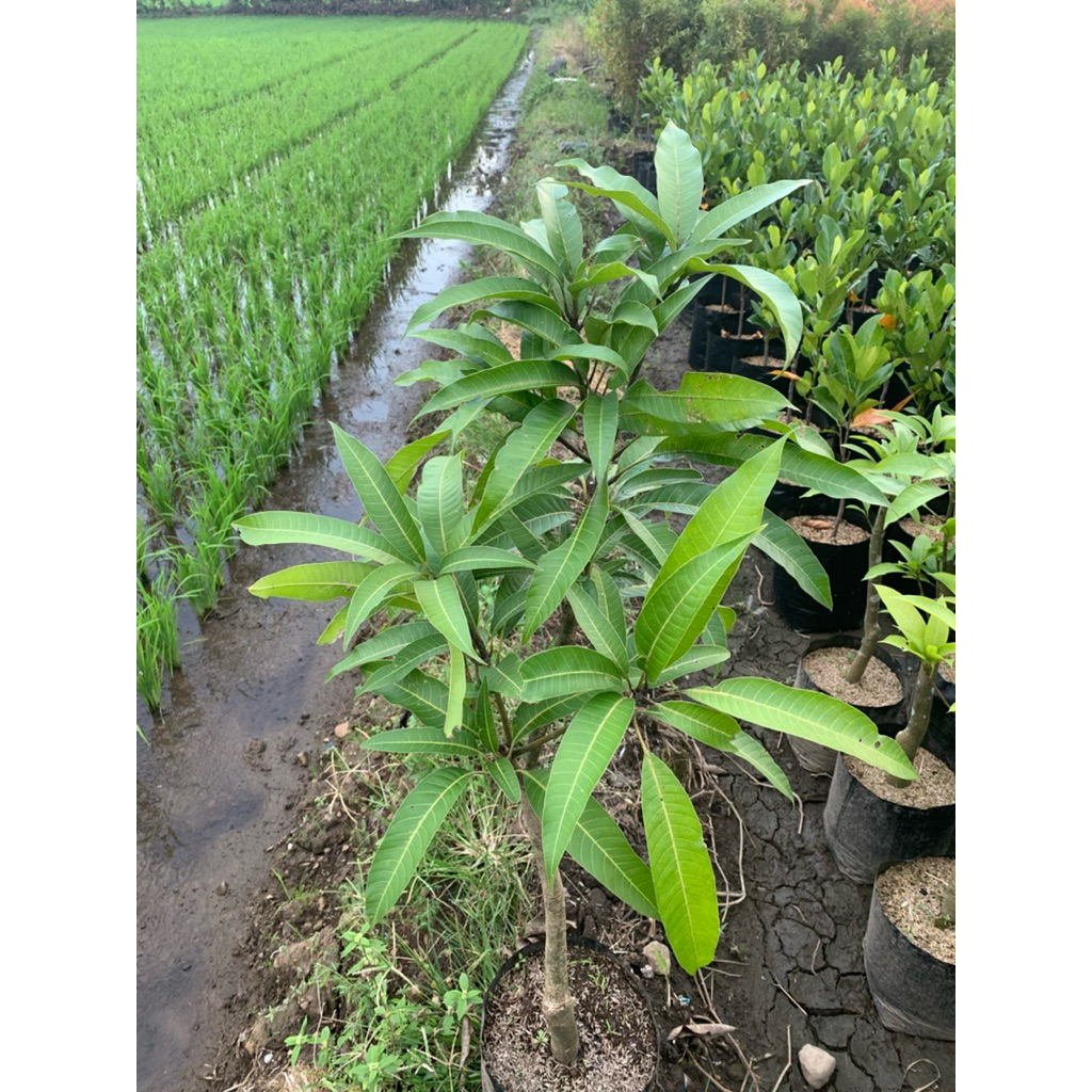 Mangga Miyazaki Rimbun Batang Besar Tinggi 1 Meter Up