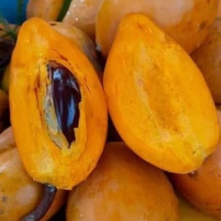 harga murah sawo mentega buah alkesa 2kg siap ready