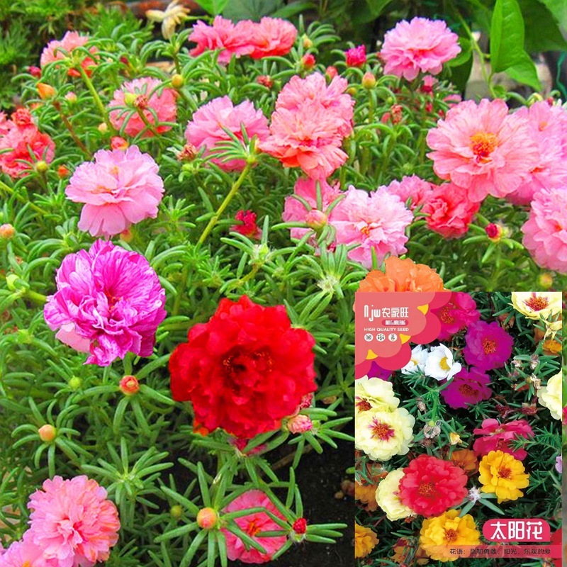 Benih Bunga Krokot Tumpuk Warna Campur 1000 biji F1 Import