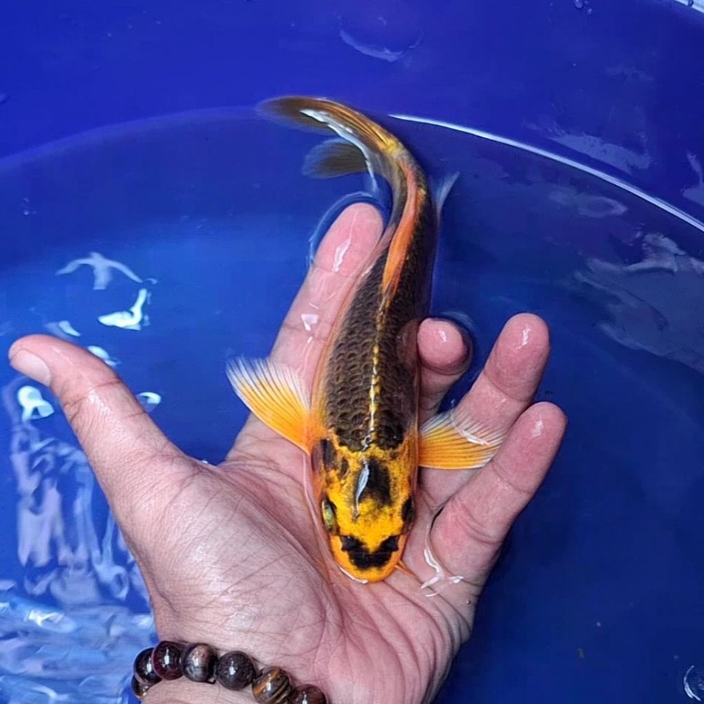 Ikan Koi Blitar Jenis Kumpay Slayer / Rumah Koi Jakarta / kode 005
