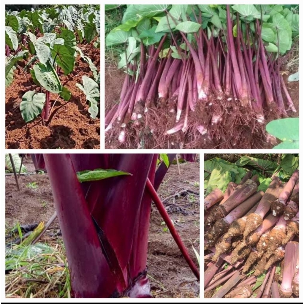 Bibit Unggulan Pohon Talas Bogor Merah/Ungu /10Pohon 30-40CM [Green Farm Rumah Berkebun]