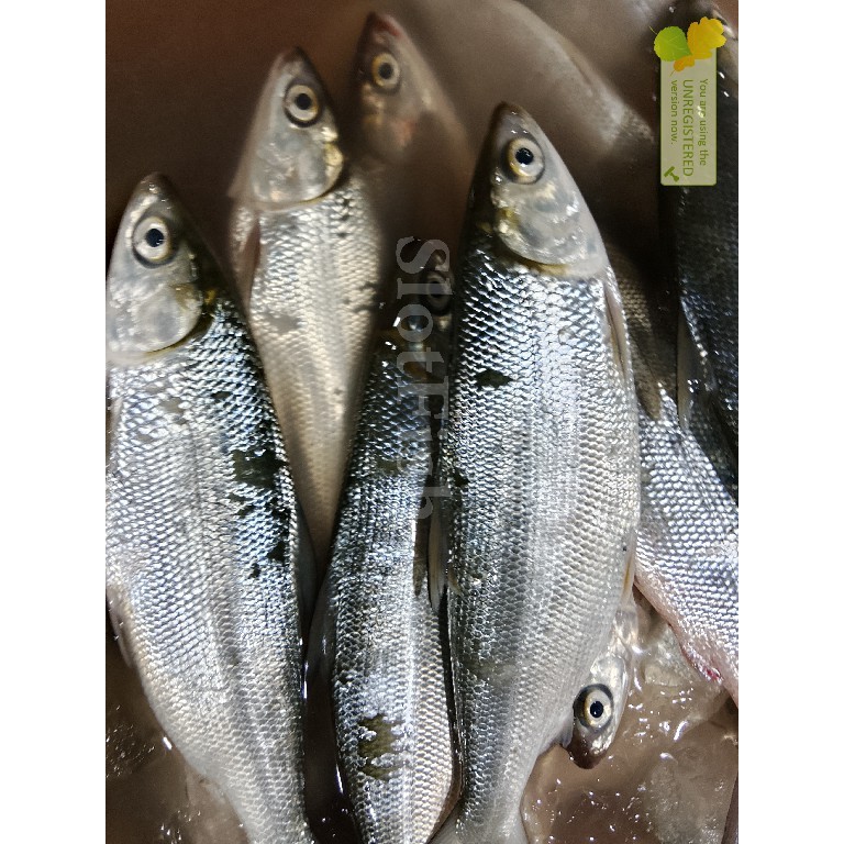 Ikan Bandeng 1Kg Ikan Bandeng Segar Seafood Ikan Segar