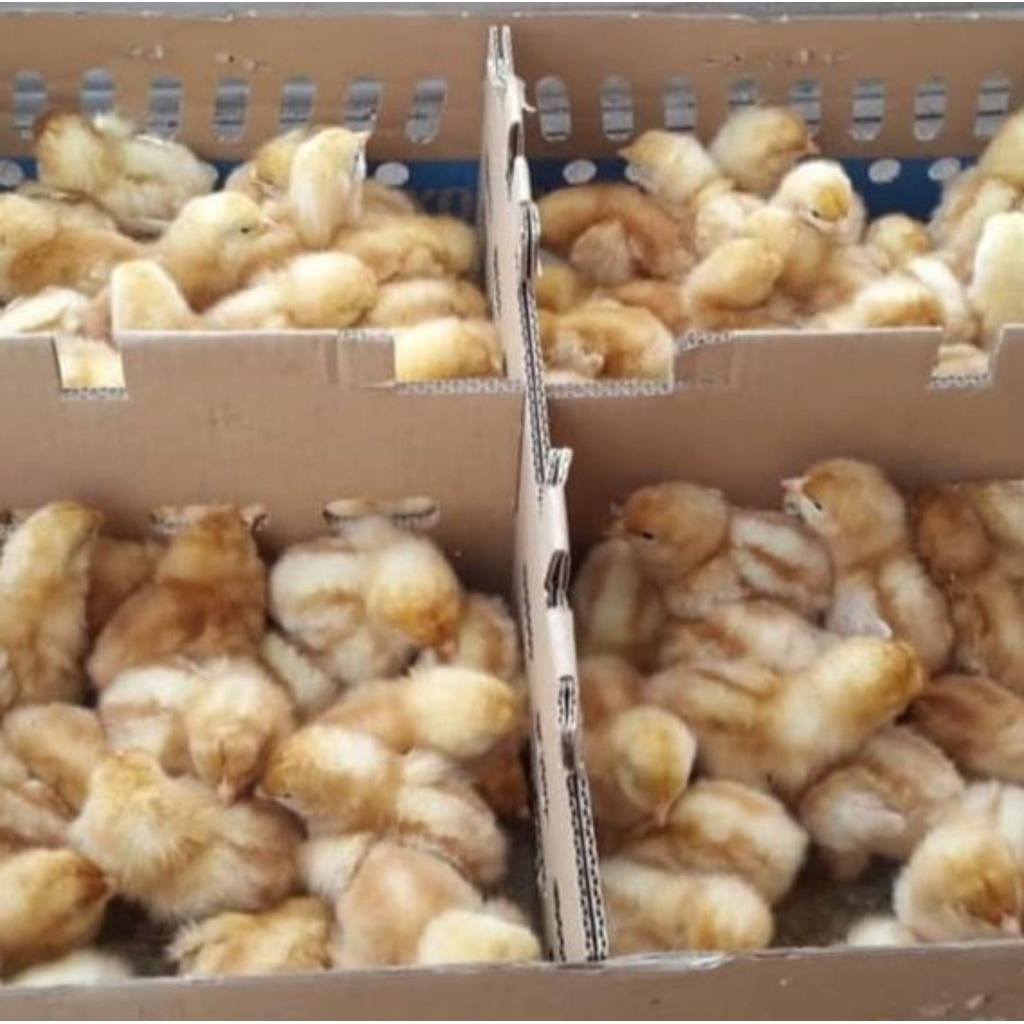 doc ayam petelur anak ayam petelur