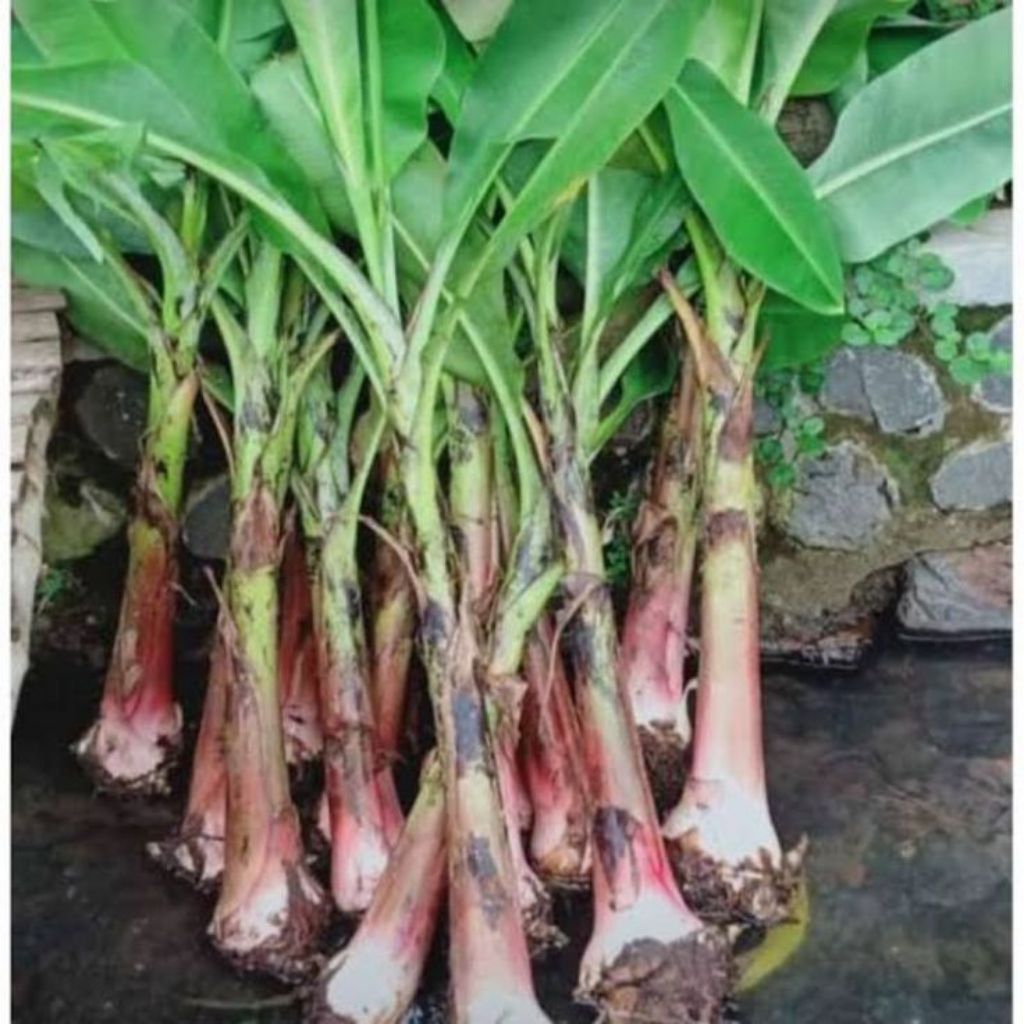 Bibit pohon pisang tanduk