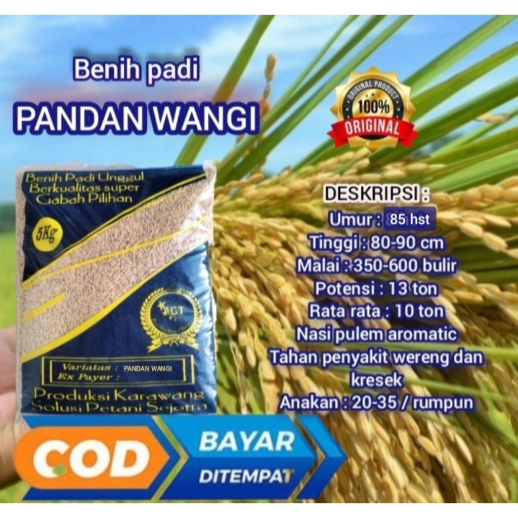 benih padi pandan wangi asli kemasan 5kg
