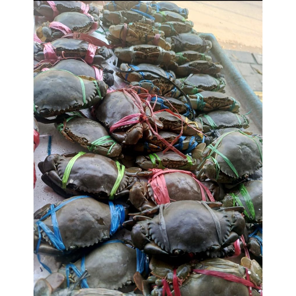 kepiting hidup isi 6 - 8