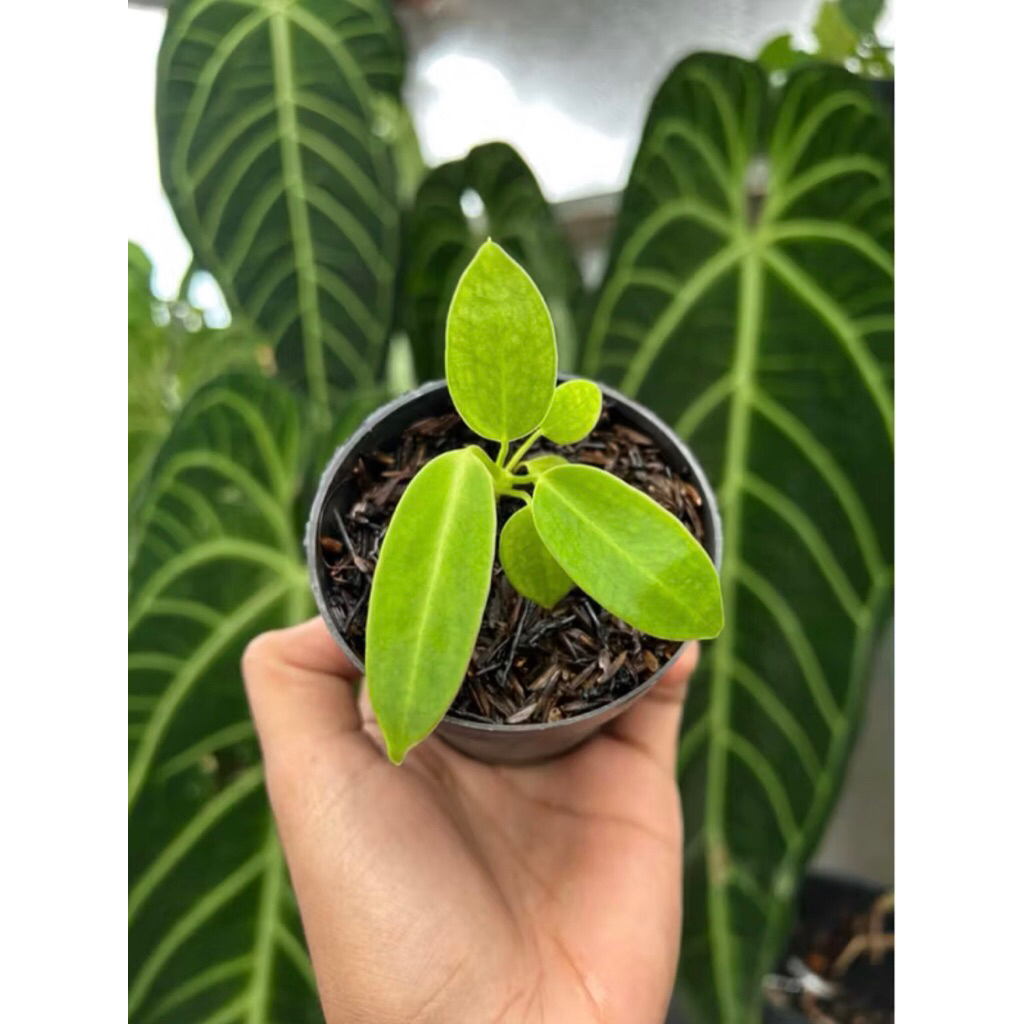 Anthurium lidah gajah anakan - Kuping gajah warocqueanum baby