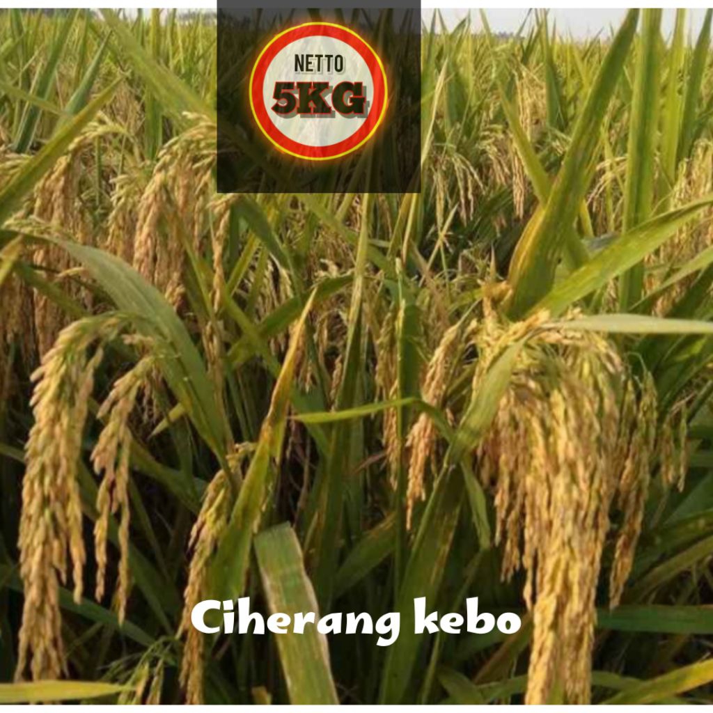 BENIH PADI CIHERANG KEBO KMASAN5KG