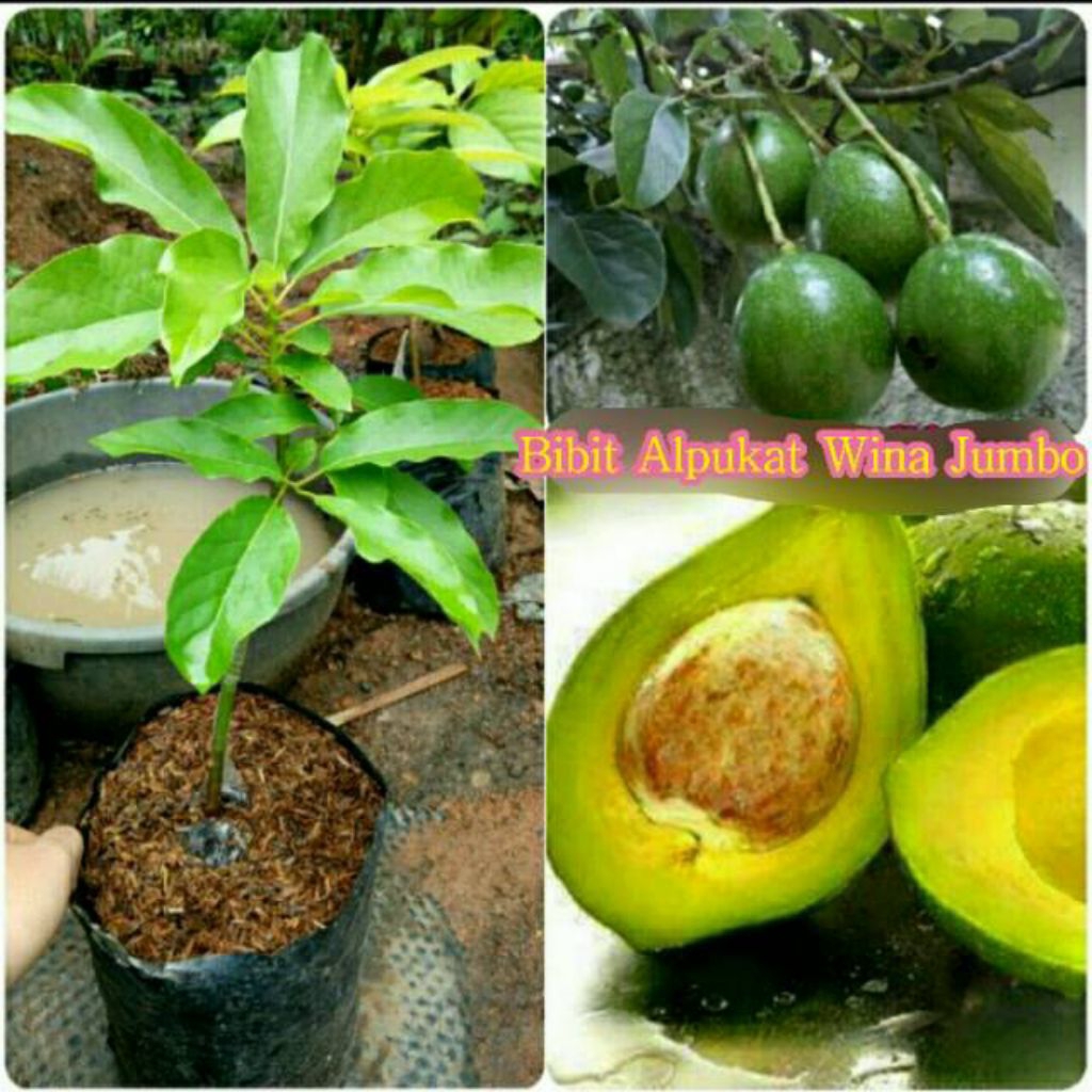 Bibit ALPUKAT WINA JUMBO,,aasssli okulasi..buahnya lebat..