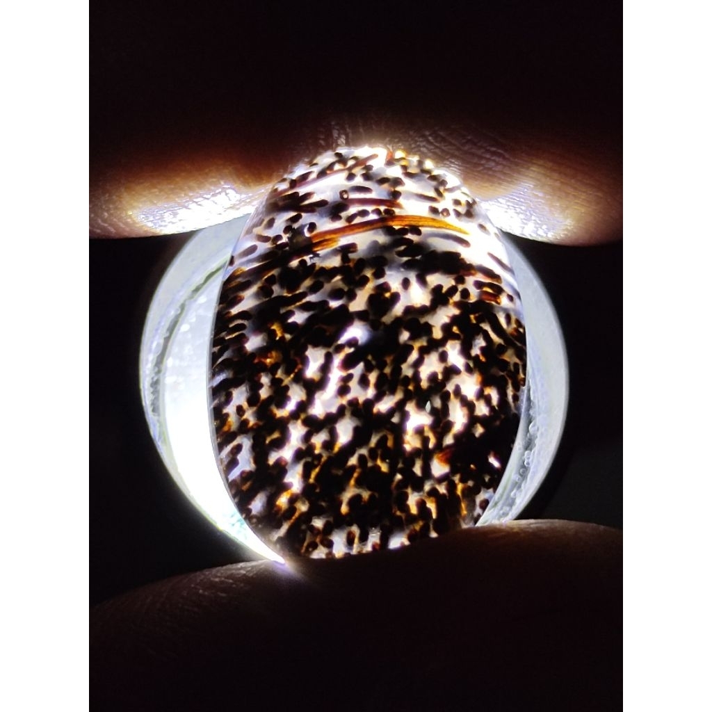 Loose Stone - Natural Kelor Petrified Wood Crystal / Batu Fosil Kayu Kelor Kristal, 4