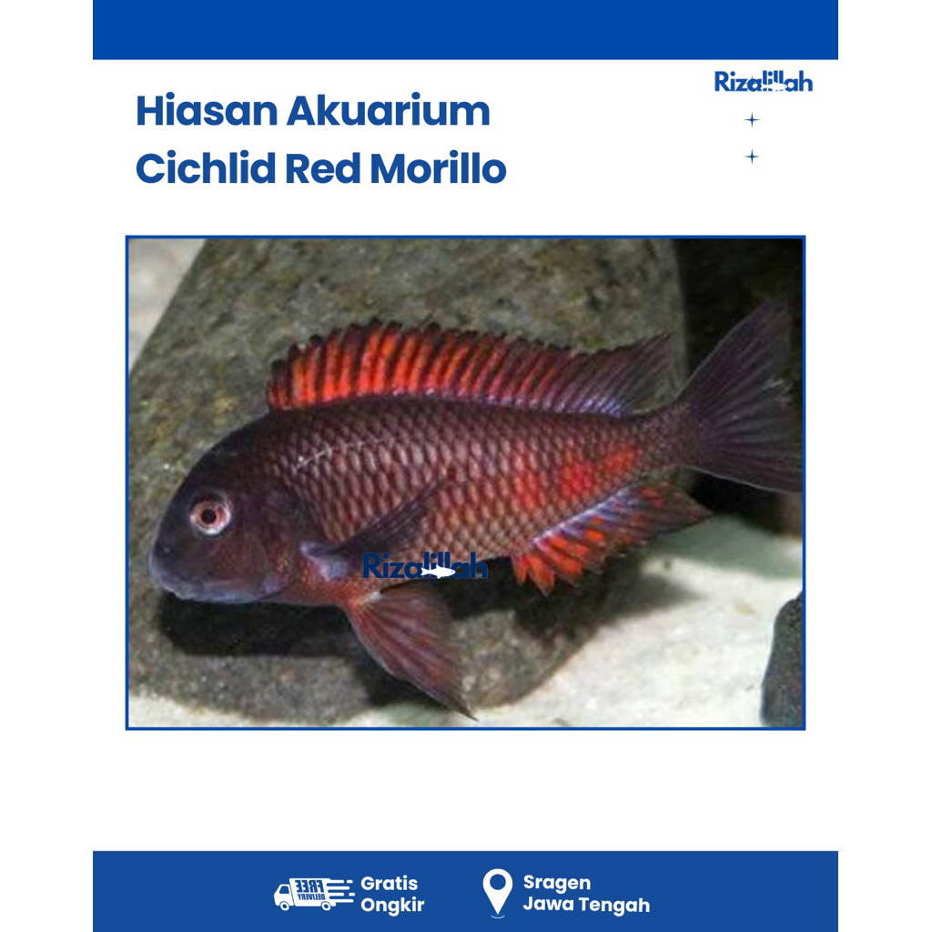 BERGARANSI Cichlid Red Morilla