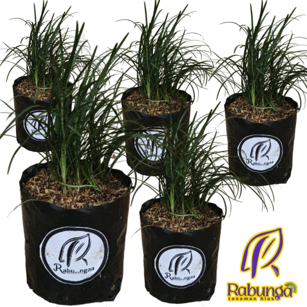 TANAMAN HIAS RUMPUT KUCAI>RUMPUT KUCAI >TANAMAN OUTDOOR