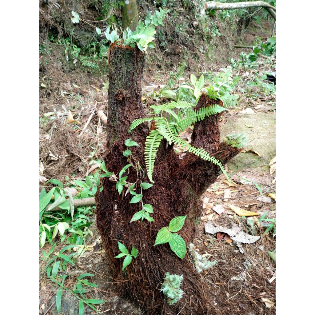bonggol pakis media anggrek