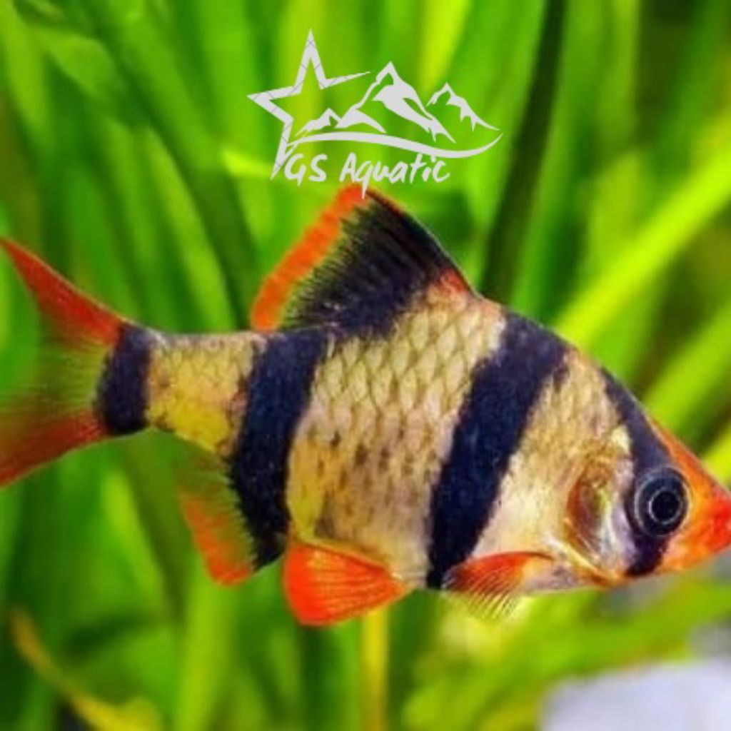 Hiasan Aquarium/ikan Sumatra/tiger sumatra