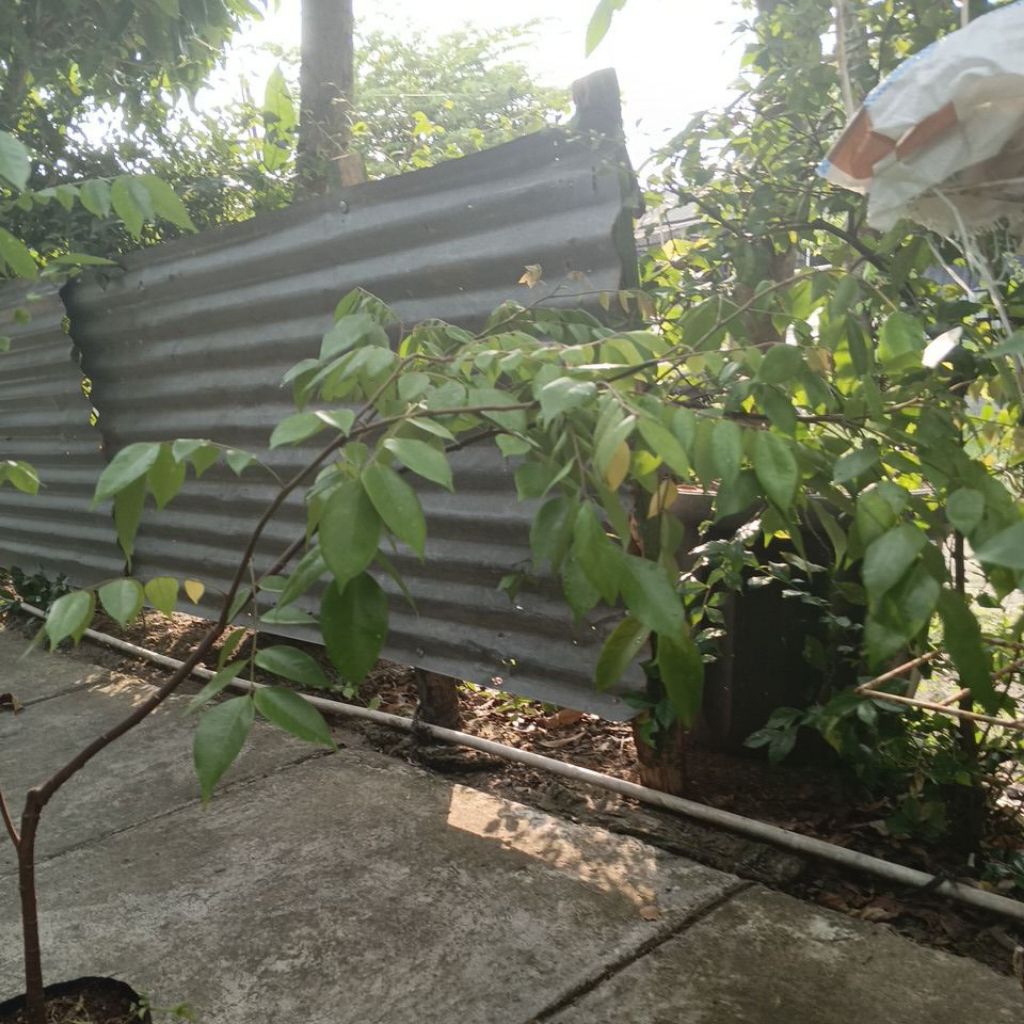 bibit belimbing madu