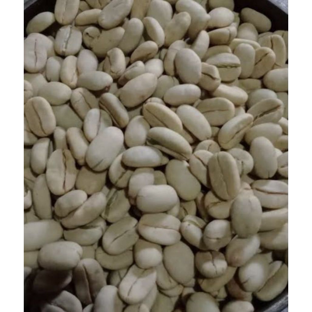 Benih biji kopi kopi arabika ateng super kurang lebih 1000 biji