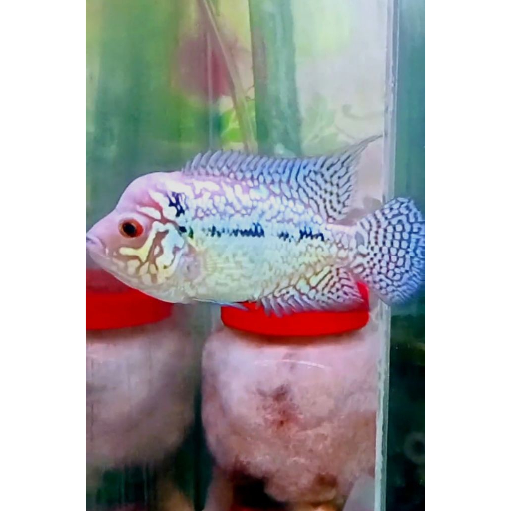 Lukisan Louhan Kamfa Thailand