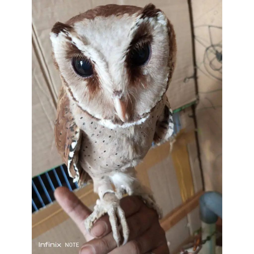 Obay ( oriantal bay owl )