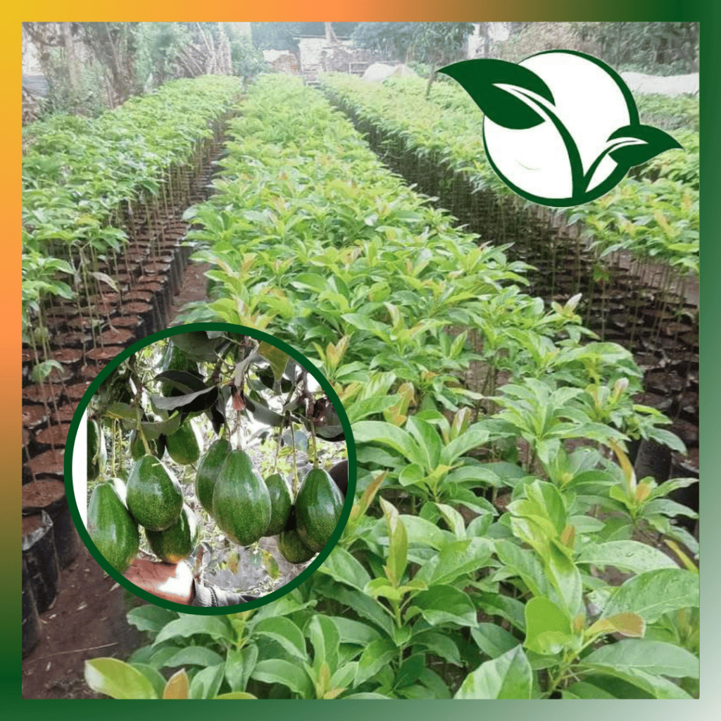 Bibit alpukat siger sibatu unggul tanaman okulasi samcuk cepat berbuah