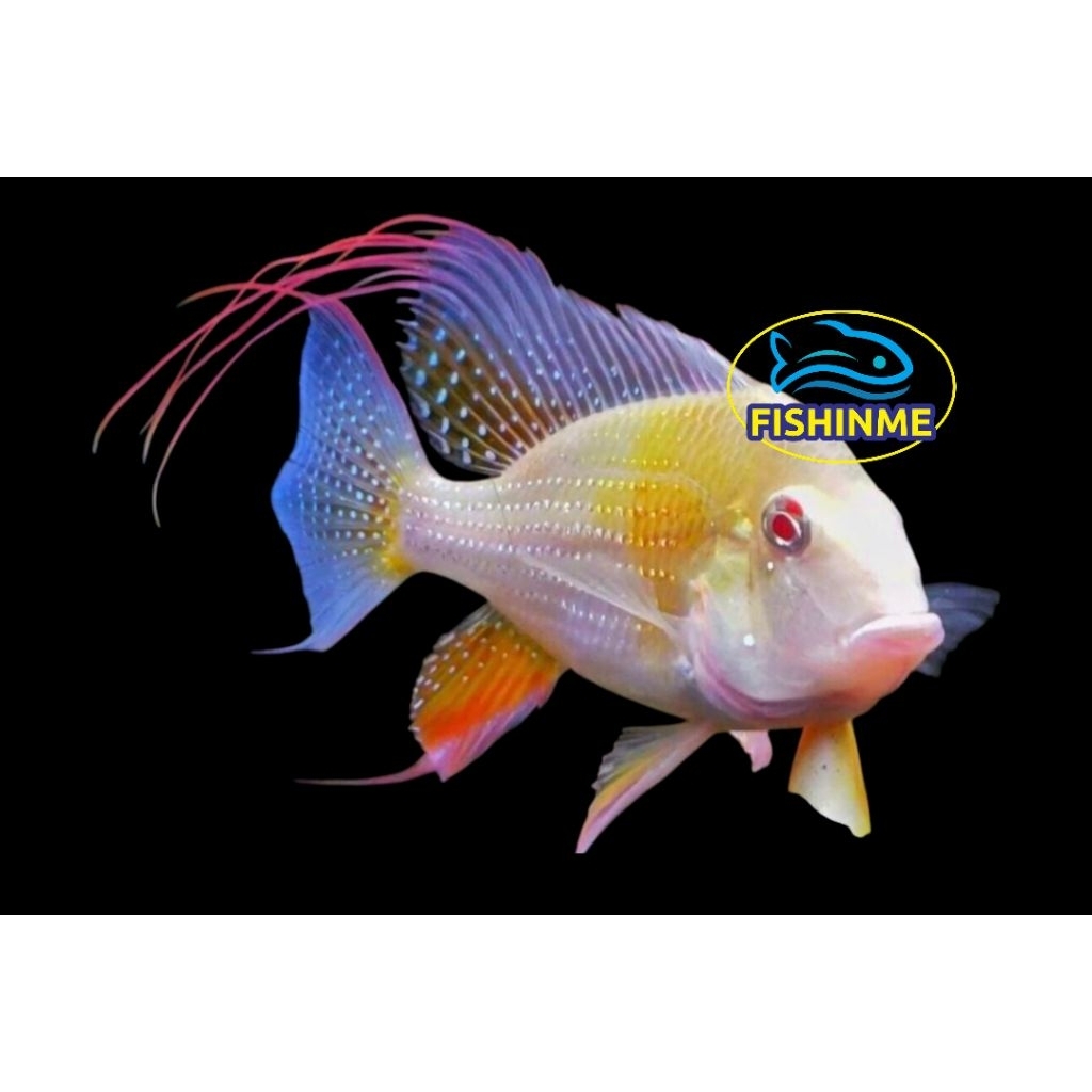 Geophagus heckelii albino