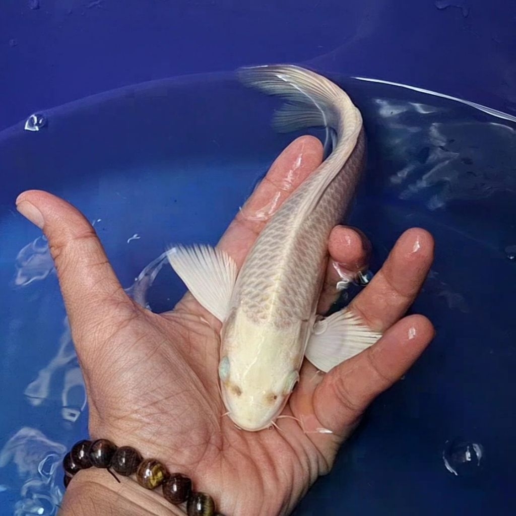 Ikan Koi Blitar Jenis Slayer Kumpay / Rumah Koi Jakarta / kode 002