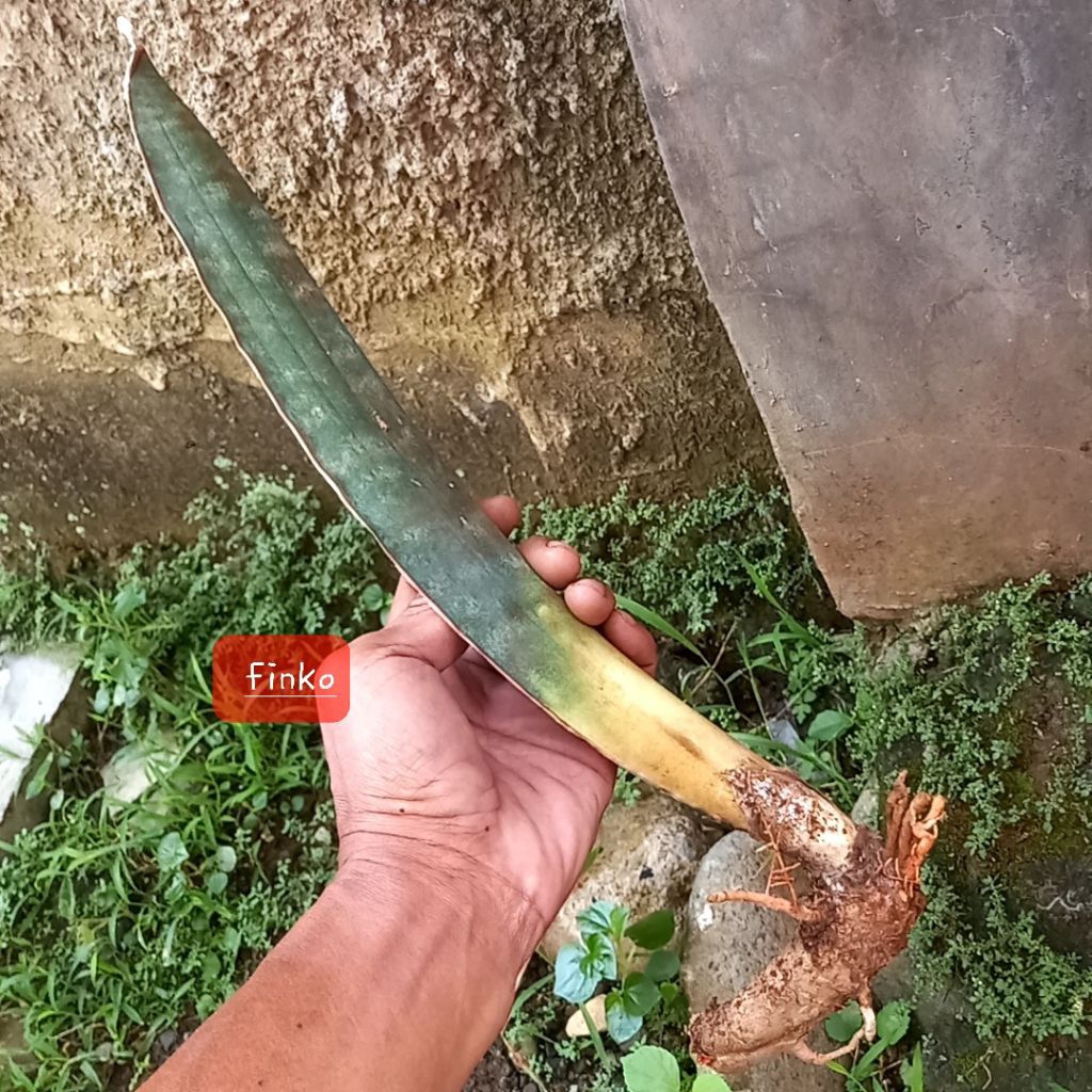 R. 1881. sansevieria humiflora, fikizola crossing. ex. induk variegata