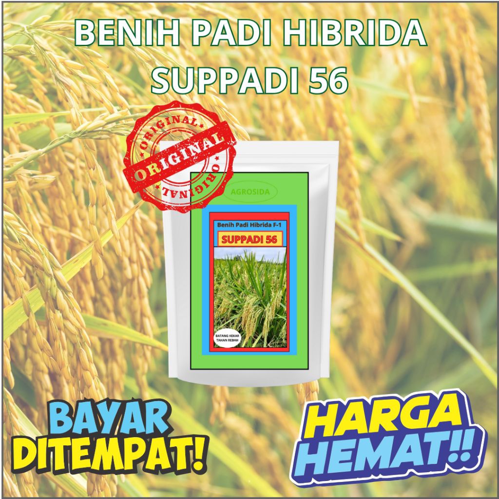 Benih Padi Hibrida Suppadi 56 (5kg) generasi ke 2 Berkualitas, COD gratis ongkir