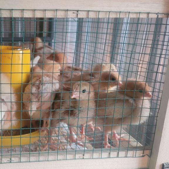 Anakan Ayam Petelur Isa Brown