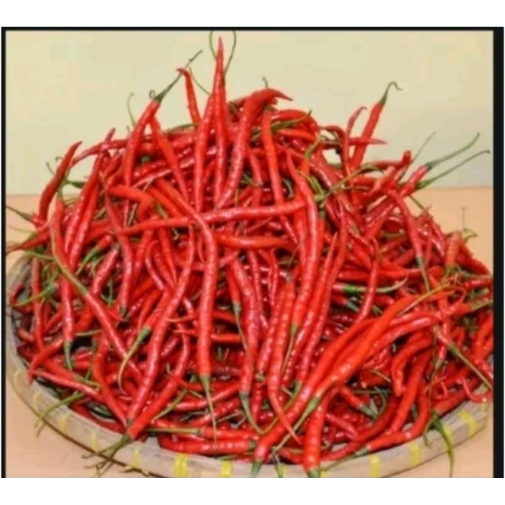 Bibit cabe lokal siboras