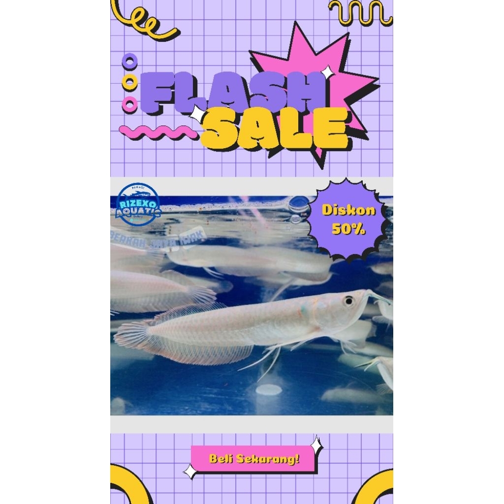 Arowana/Arwana Silver Red 10-12CM #PromoSpecial