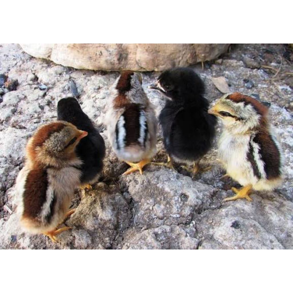 DOC ayam kampung .anakan ayam kampung per ekor