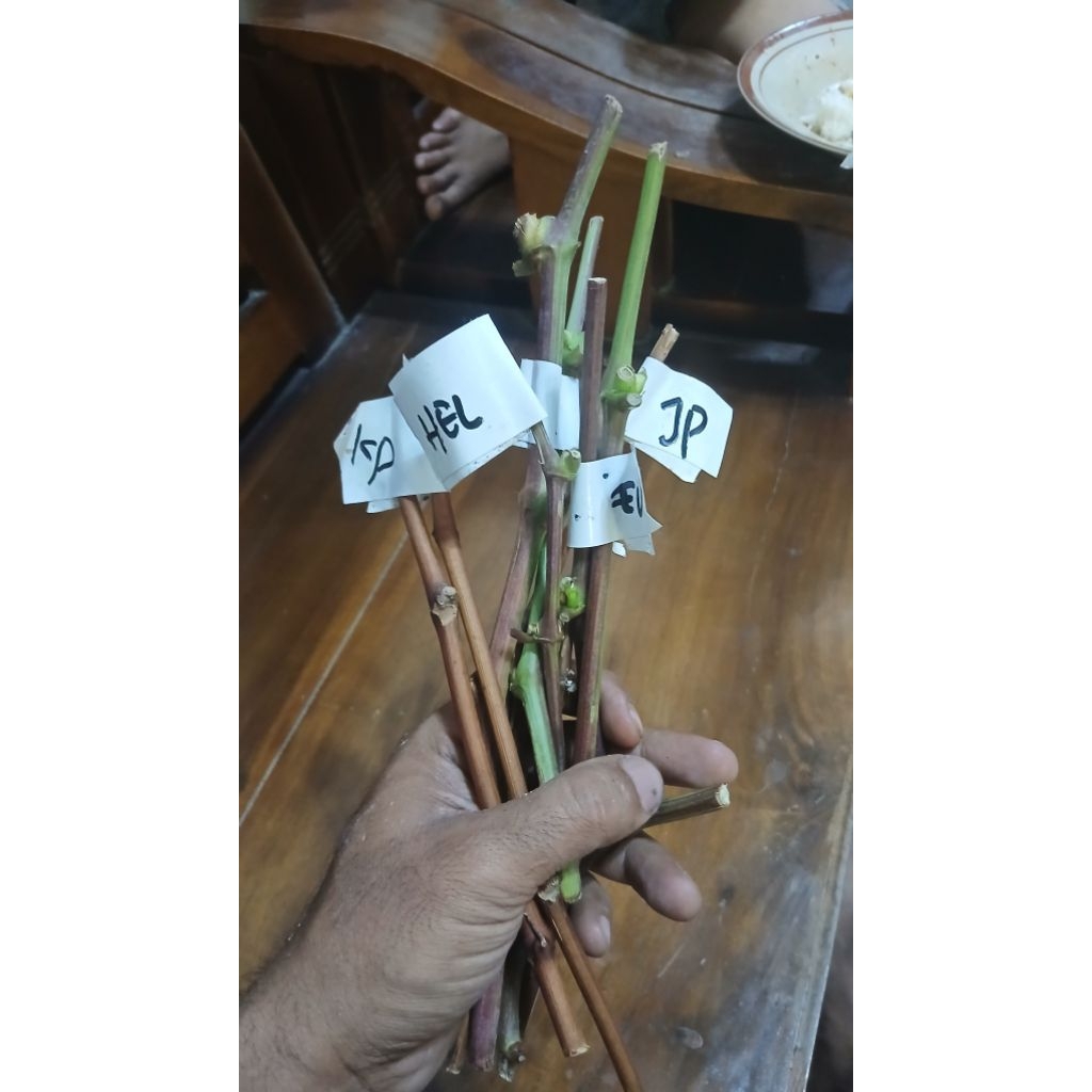 100 matun entress fresh anggur import mix