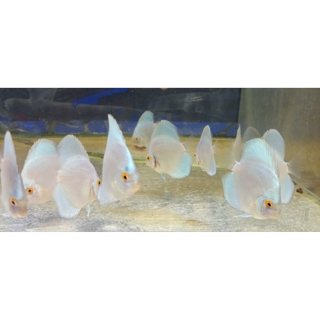 Ikan discus blue diamond 2 inch
