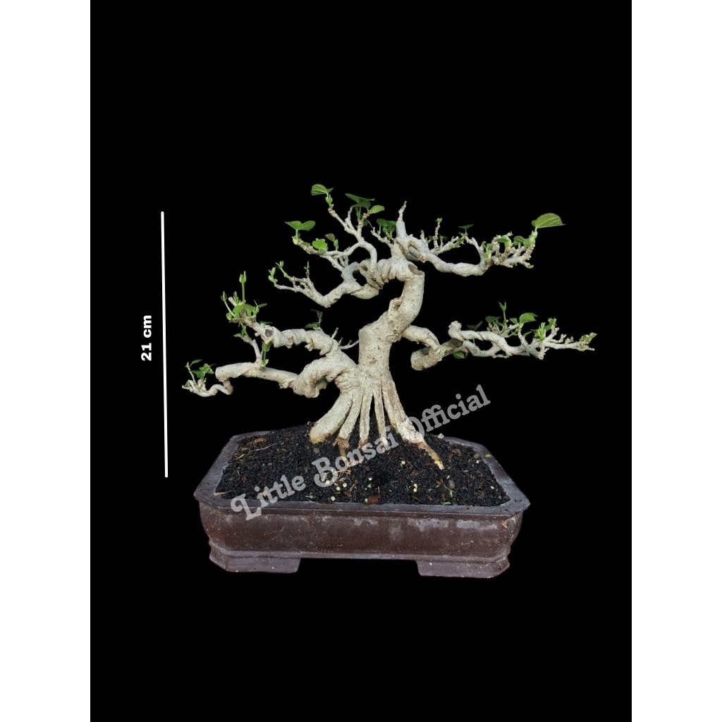 Waru India / Bonsai Waru / Bonsai Small