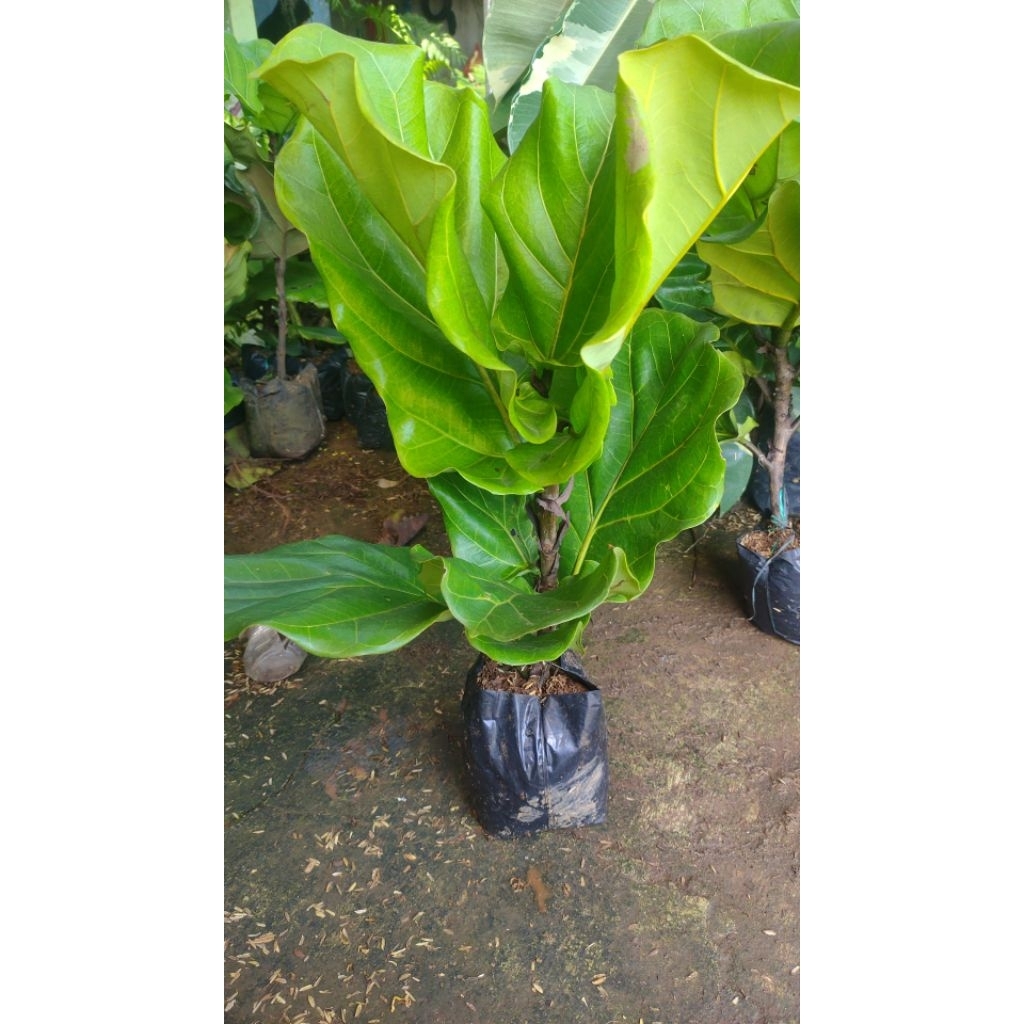 jasa pembuatan taman