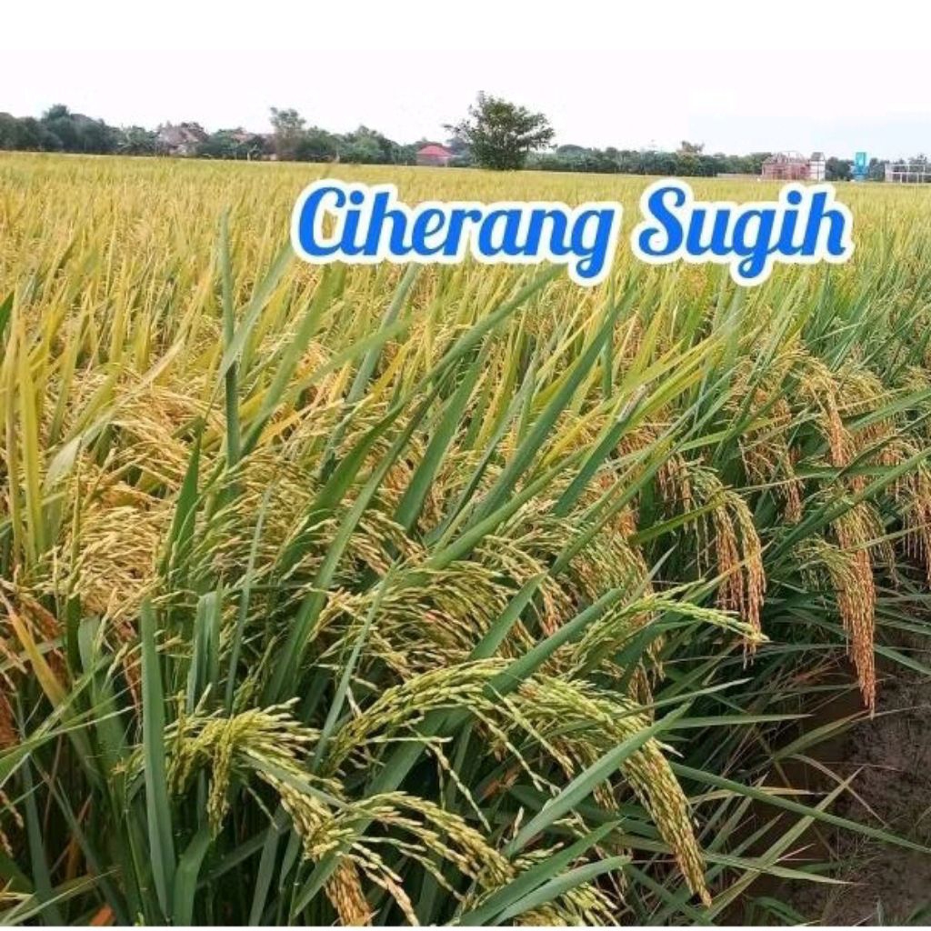 BENIH PADI CIHERANG SUGIH KEMASAN 1KG ORIGINAL ASLI